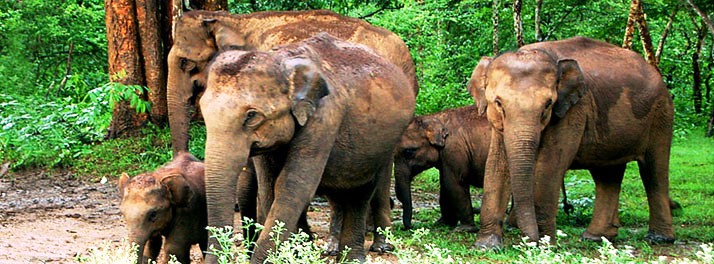 1771/The Riverwood Forest Retreats - Dooars 19.jpg